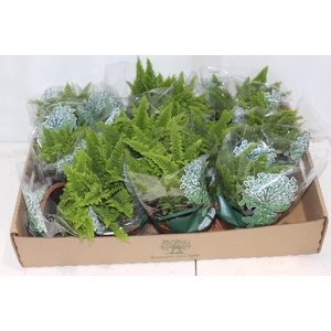 SAMAMBAIA HAVAIANA MINI C13