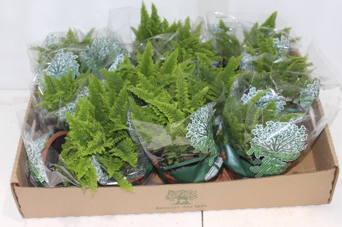 <h4>SAMAMBAIA HAVAIANA MINI C13</h4>