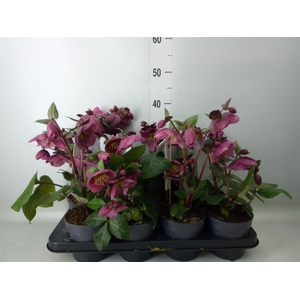 Helleborus  'Fkiss Charmer'
