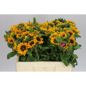 Helianthus A Sonja