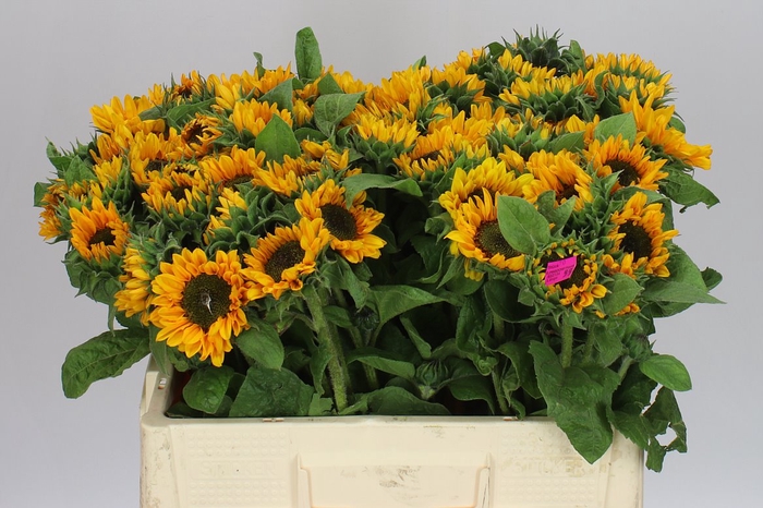 <h4>Helianthus A Sonja</h4>