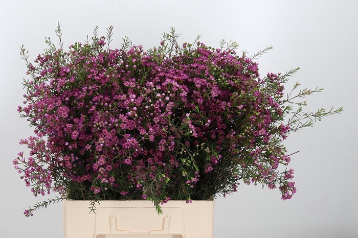 <h4>Chame Un Prince</h4>