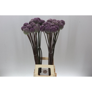 Allium Summer Drummer