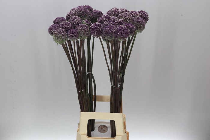 Allium Summer Drummer