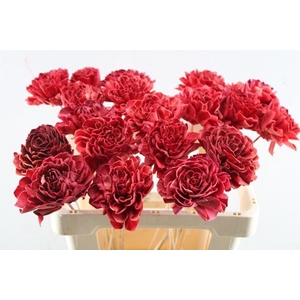 Droog Dahlia Rood 10 Cm