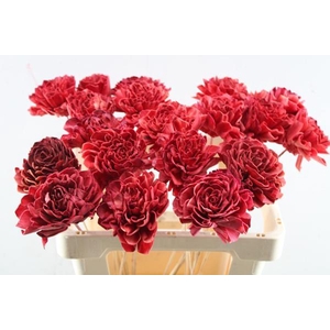 Droog Dahlia Rood 10 Cm