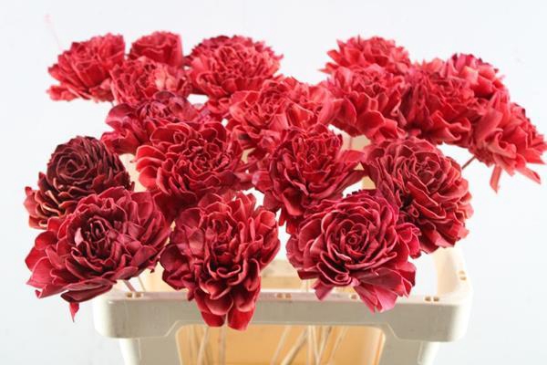 <h4>Droog Dahlia Rood 10 Cm</h4>