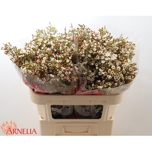 Chamelaucium Morning Delight