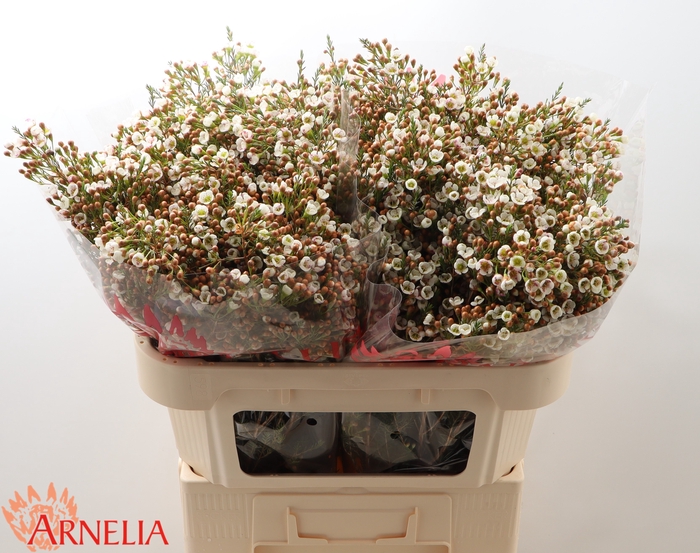 <h4>Chamelaucium Morning Delight</h4>