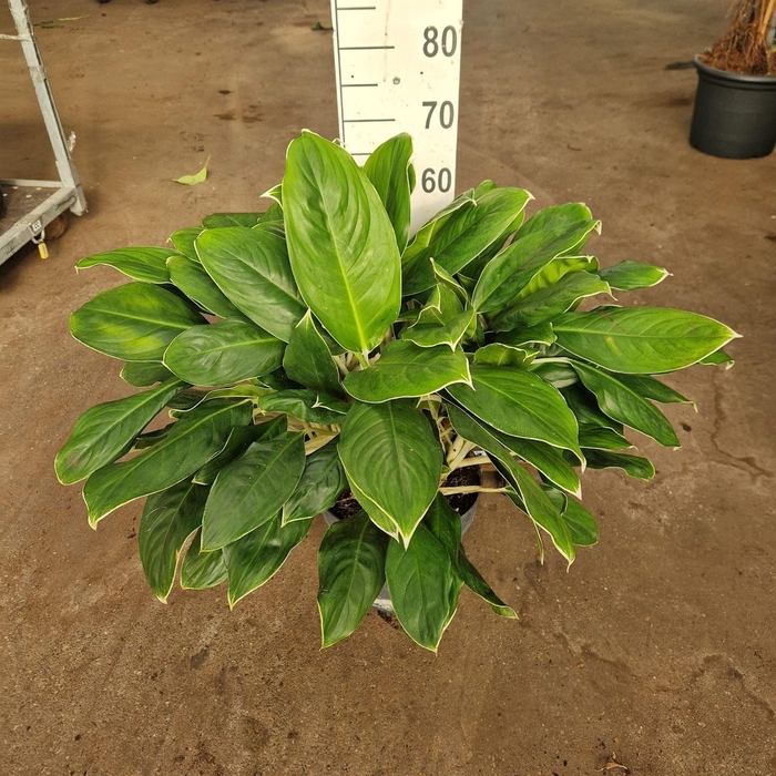 <h4>Aglaonema   ...</h4>