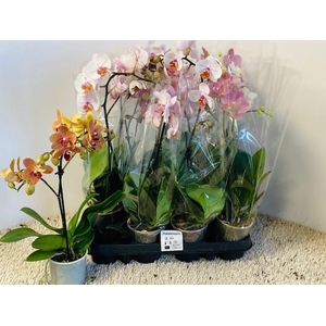 PHAL GEM