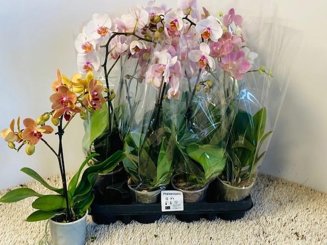 PHAL GEM