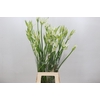 Nerine Like a Virgin Artistiek