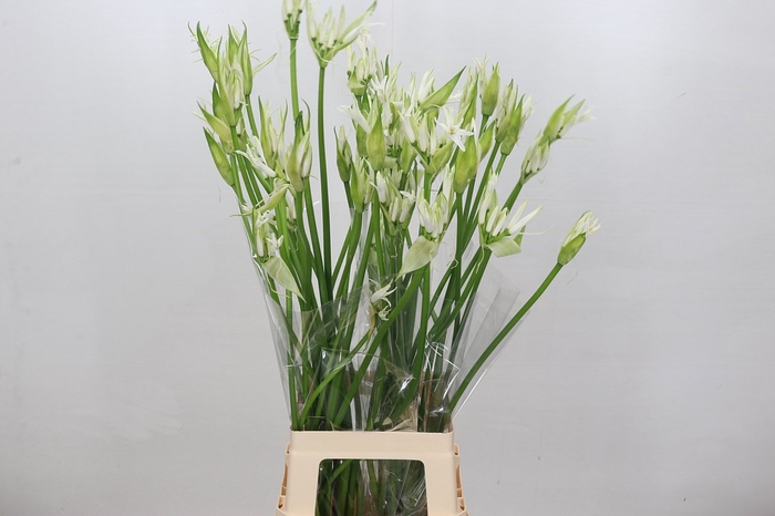 <h4>Nerine Like a Virgin Artistiek</h4>