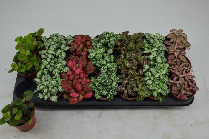 <h4>FITT GEM 7 KL</h4>