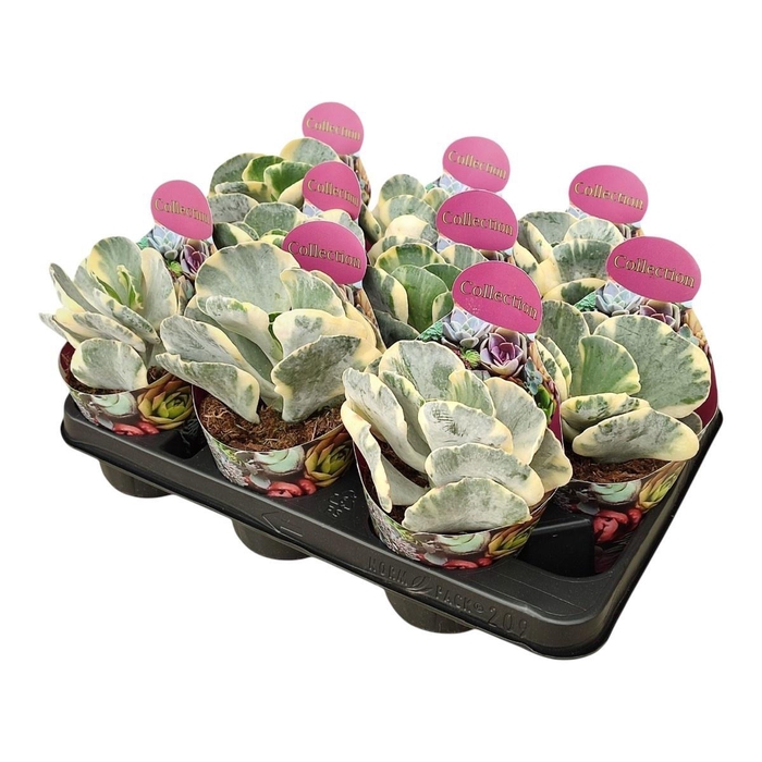 <h4>COT CORAL</h4>