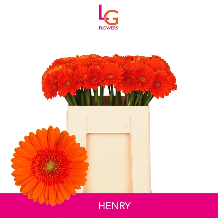 <h4>GE MI HENRY</h4>