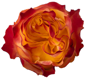 <h4>R Gr Sunset X-Pression Yellow 50cm EC</h4>