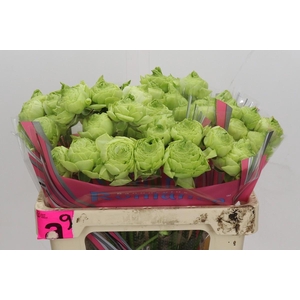 Ranunculus Romance Supreme Light Green