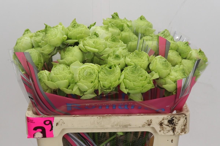 <h4>Ranunculus Romance Supreme Light Green</h4>