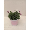 Lavandula angustifolia Rosea