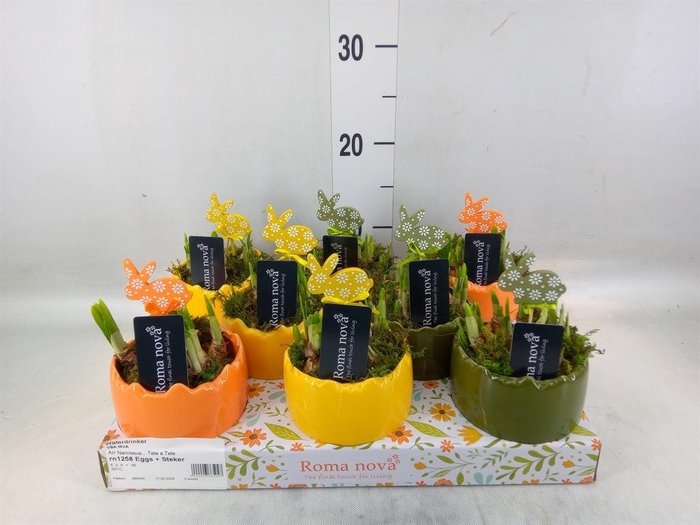 <h4>Arr. Narcissus</h4>