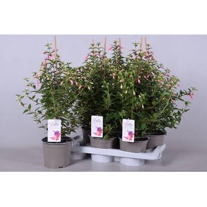 FUCHSIA ROSALIEN