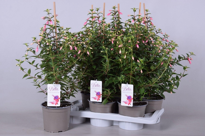 <h4>FUCHSIA ROSALIEN</h4>