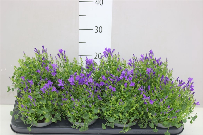 <h4>Campanula Po Dark Take Blue</h4>