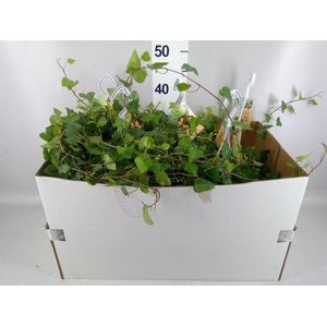 Hedera helix 'Anna'