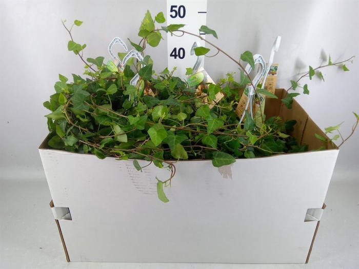 <h4>Hedera helix 'Anna'</h4>