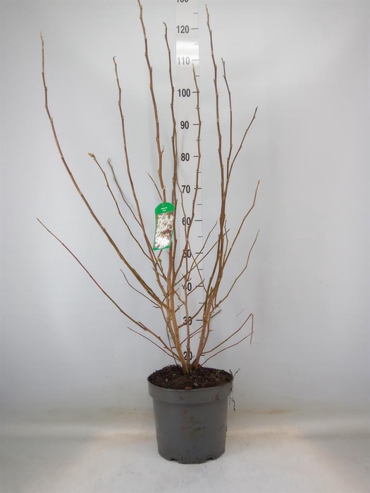 <h4>Magnolia stellata</h4>