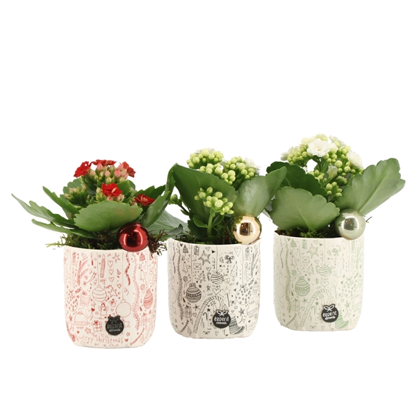 <h4>Arrangementen kamerplanten 6%</h4>