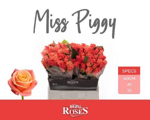 <h4>R GR MISS PIGGY+</h4>