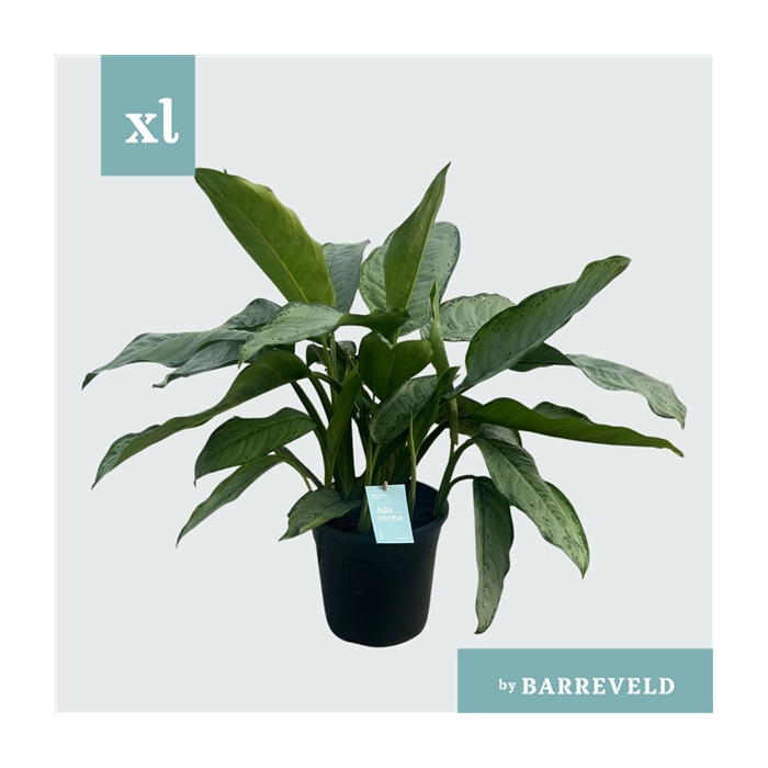 <h4>Green Agla 'Freedman' (Aglaonema)</h4>