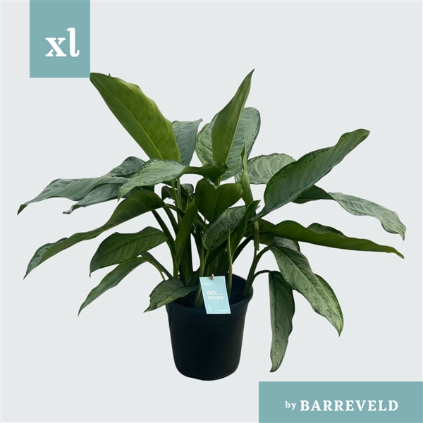 Green Agla 'Freedman' (Aglaonema)