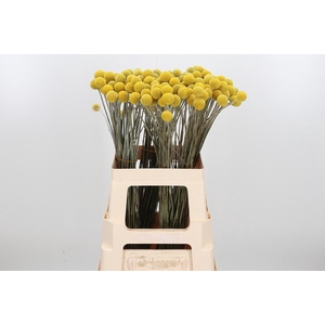 Craspedia Kl Bh Purple Rain