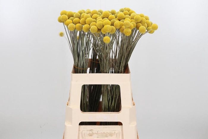 <h4>Craspedia Kl Bh Purple Rain</h4>