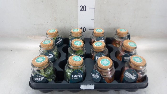 <h4>Arr.    Planten  L%</h4>