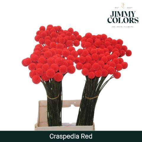 <h4>Craspedia L70 Red</h4>