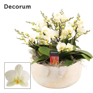 Vero dazzling 12+ tak symphony Lausanne (Deco-collection)