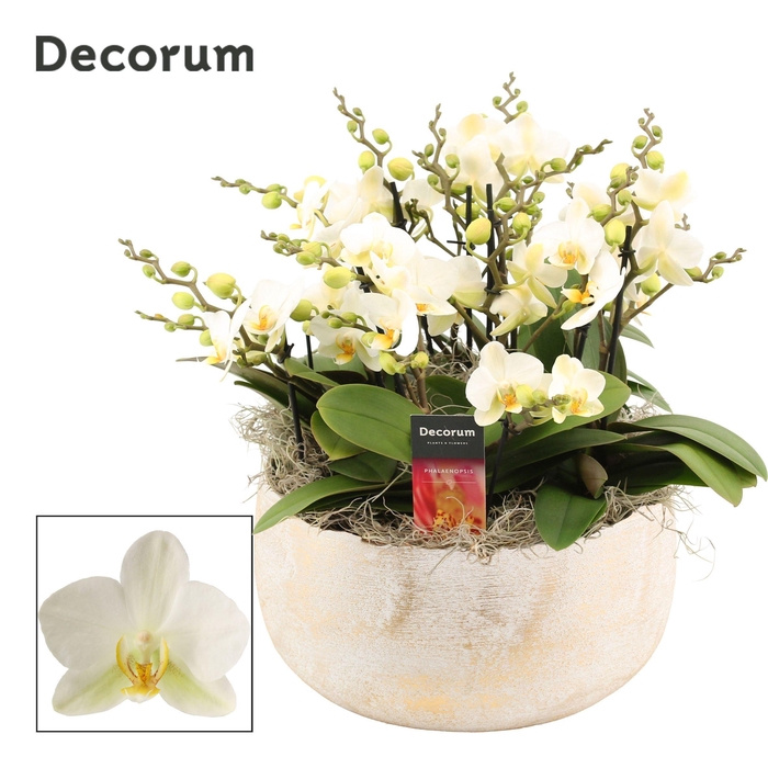 <h4>Vero dazzling 12+ tak symphony Lausanne (Deco-collection)</h4>