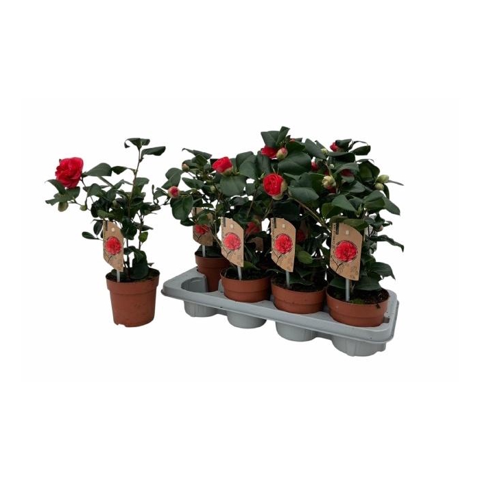 <h4>CAME J LADY CAMPBEL</h4>