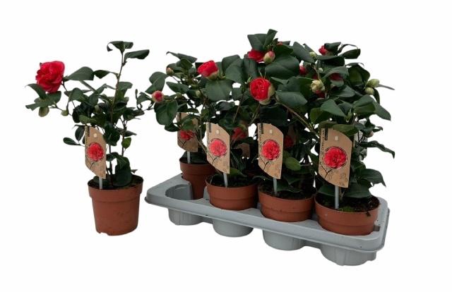 <h4>CAME J LADY CAMPBEL</h4>