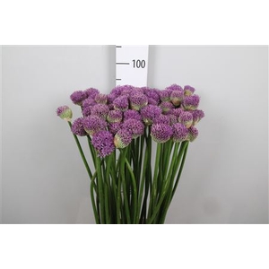 Allium Gladiator