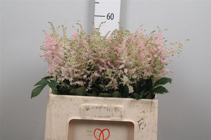 <h4>Astil Ja Europa</h4>