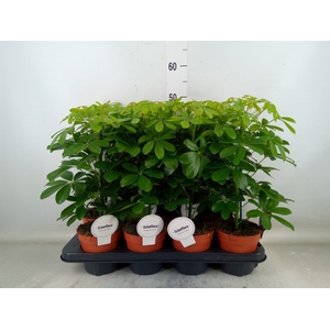 Schefflera arbor. 'Nora'