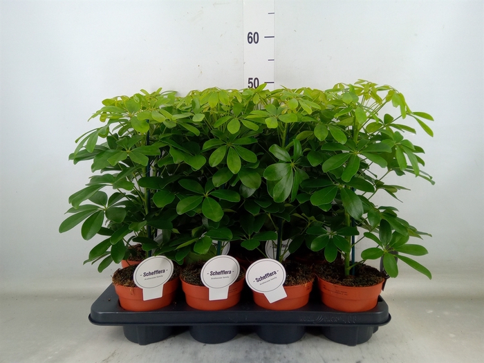 <h4>Schefflera arbor. 'Nora'</h4>