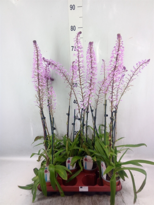 <h4>Orchideeen   ...</h4>