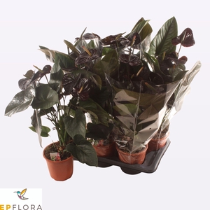 ANTHU AN JAMBO BLACK